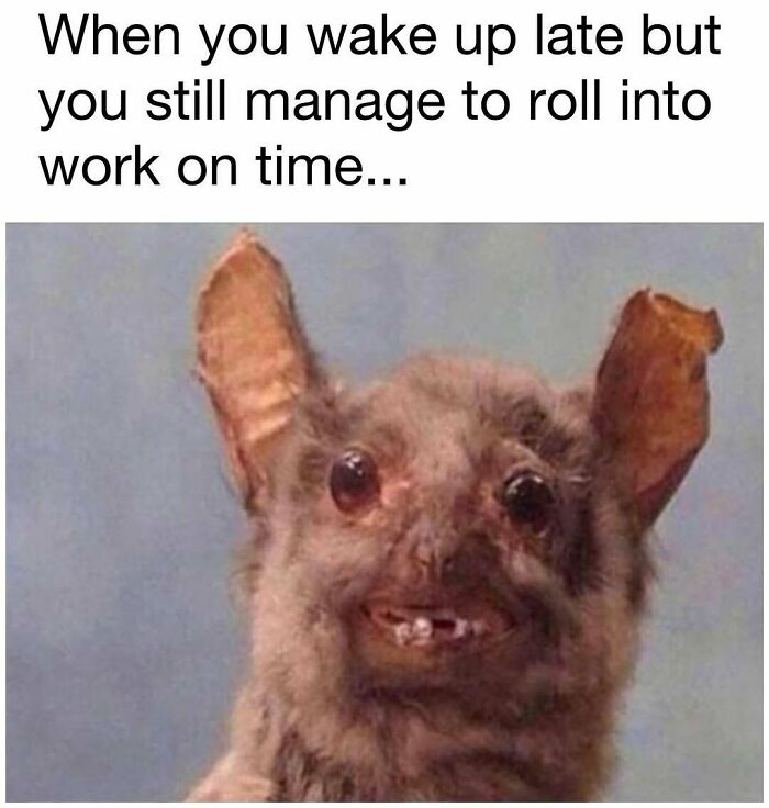 Funny meme showing a goofy animal face with the caption about waking up late but making it to work on time.