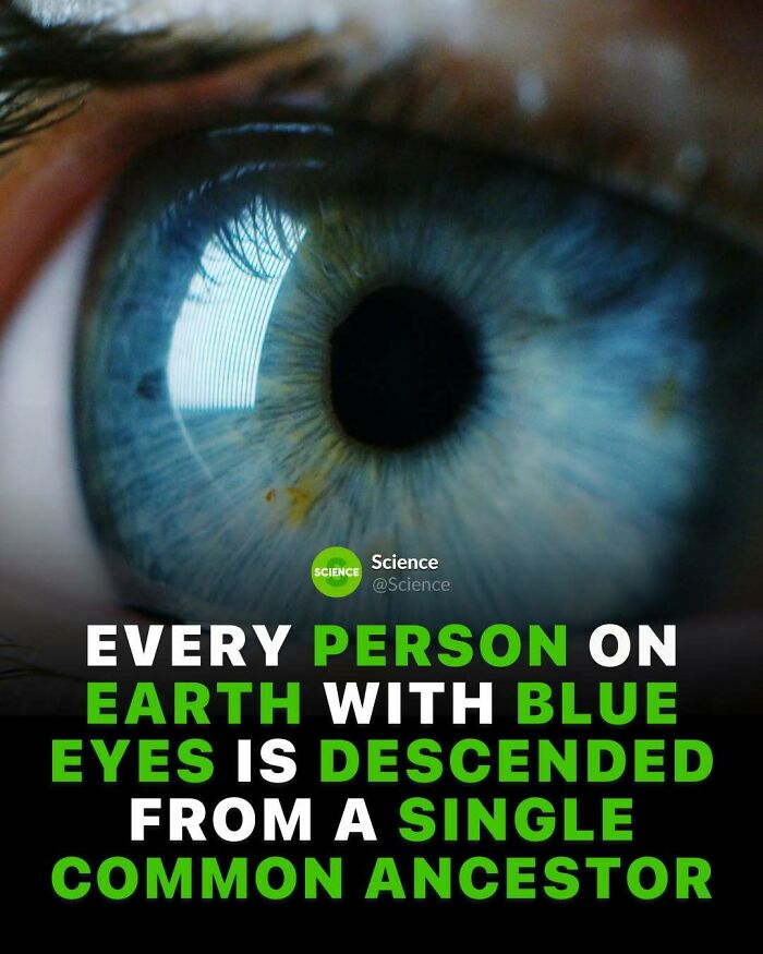 Close-up of a blue eye with a fact about the world and science on common ancestors of blue-eyed people.