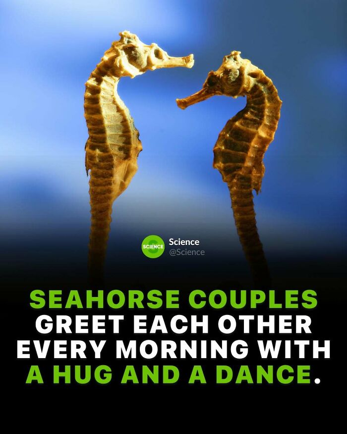 Two seahorses facing each other against a blue background illustrating cool and interesting facts about the world and science.