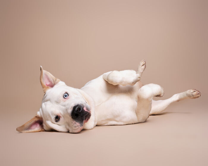 Rescue Dog #6 | Ares