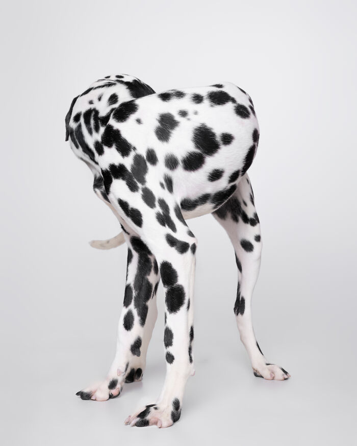 Rescue Dog #12 | Specter