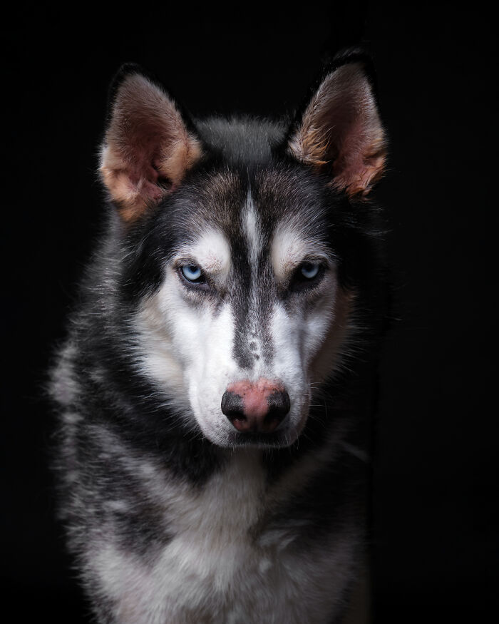 Rescue Dog #14 | Nixon