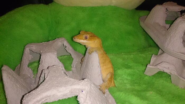 How I Came To Know Crested Geckos, And How Paul Changed My Life How I Came To Know Crested Geckos, And How Paul Changed My Life