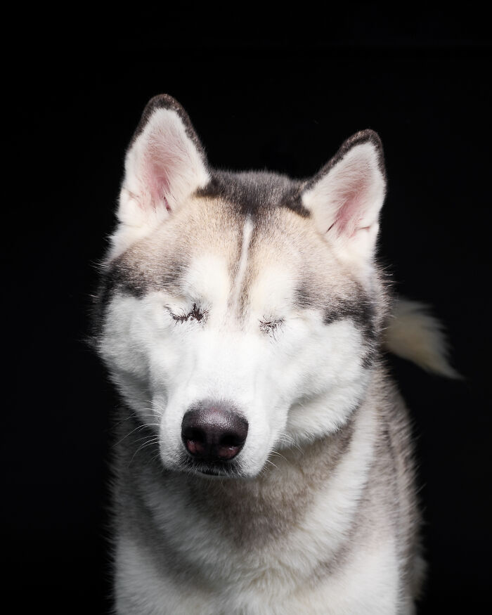 Rescue Dog #2 | Pablo