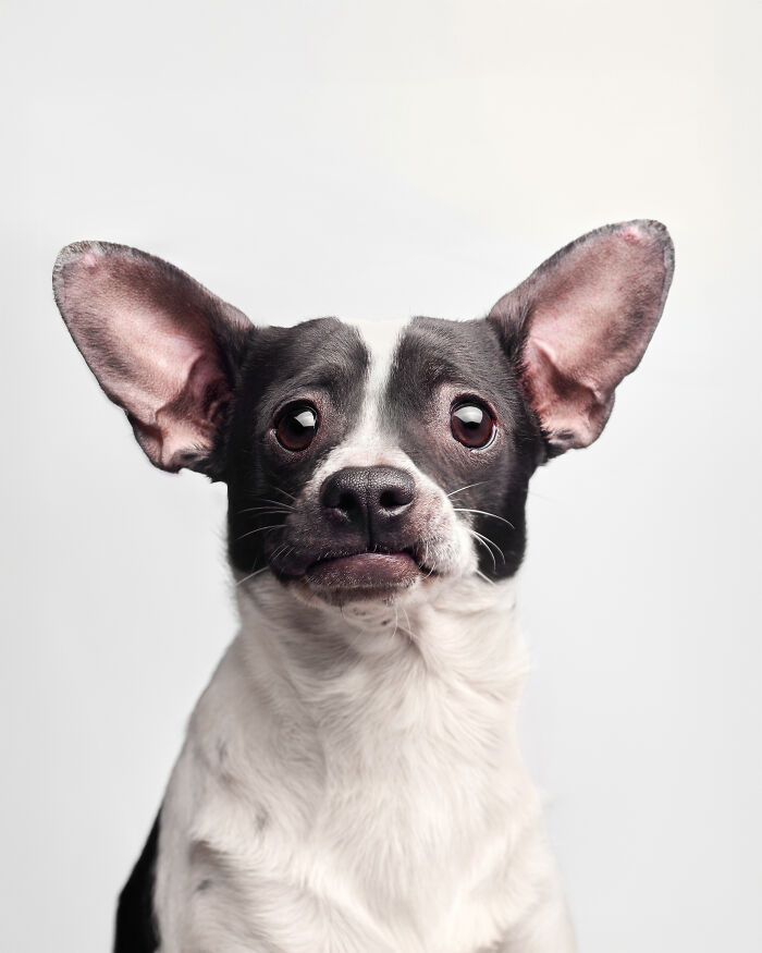 Rescue Dog #5 | Tiny