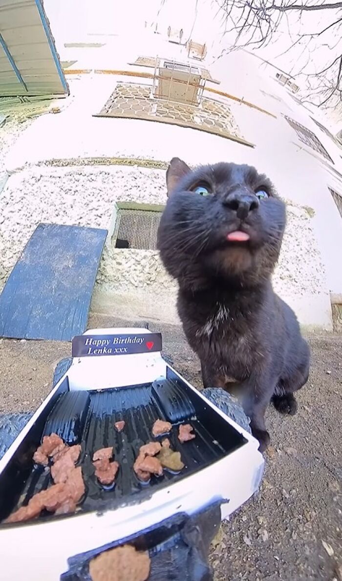 Black cat near RC car with pet food, featured in man uses RC car and drone to feed stray animals project.