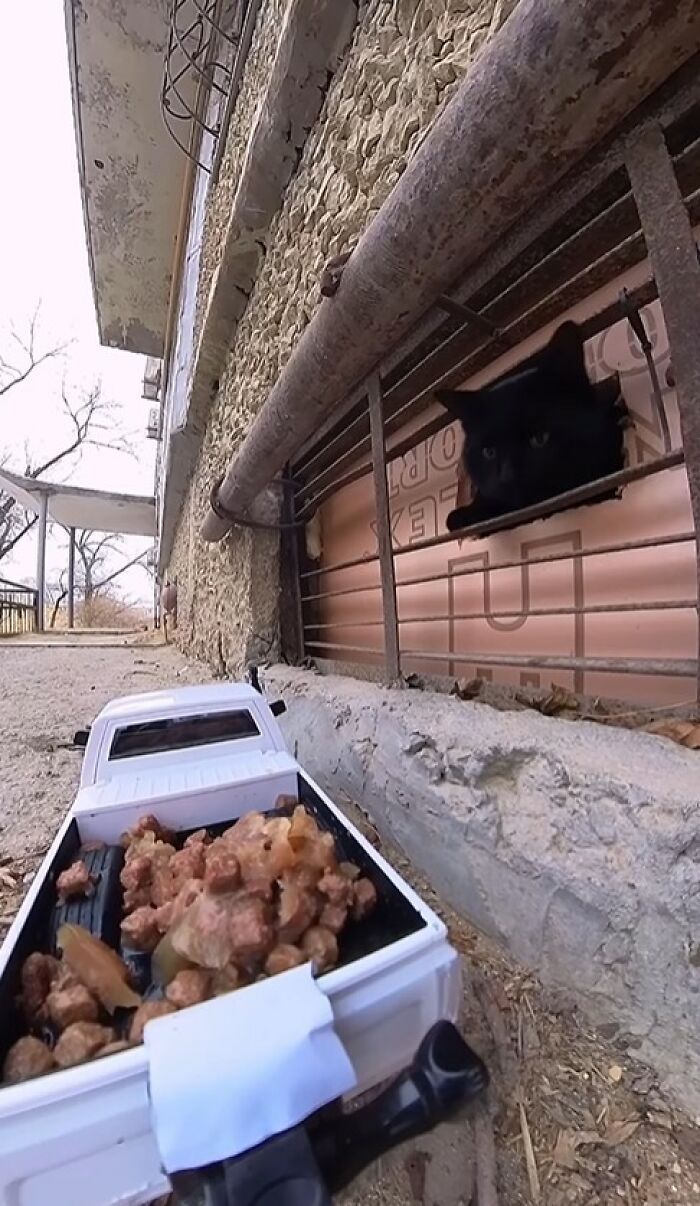 RC car loaded with food approaching a stray cat behind a metal grate in an outdoor urban area.