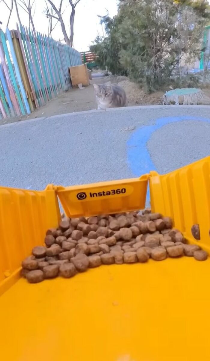 Close-up of an RC car carrying pet food to feed a stray cat waiting on a street near a colorful fence and trees.