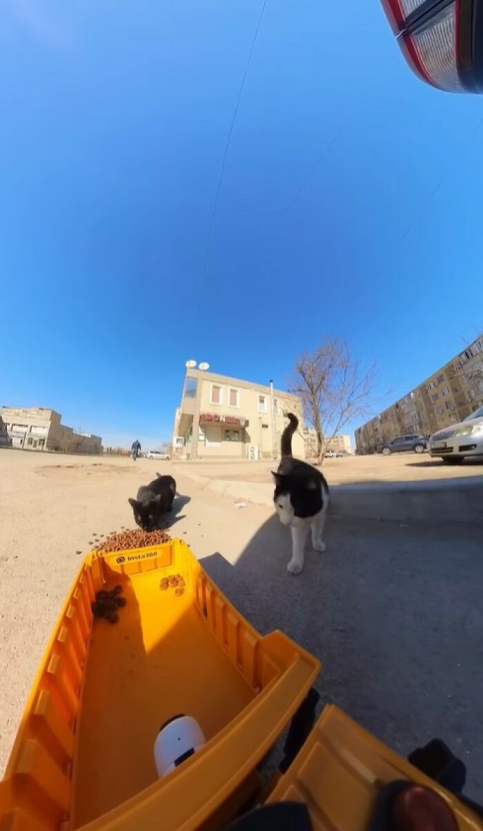 RC car delivering food to stray cats outdoors on a sunny day, showcasing drone and RC technology to feed stray animals.