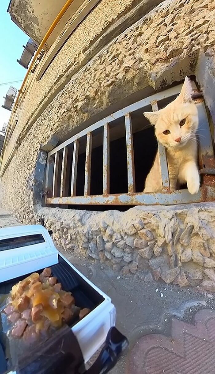 Stray cat peeking through rusty bars as RC car delivers food outside a textured stone building wall.