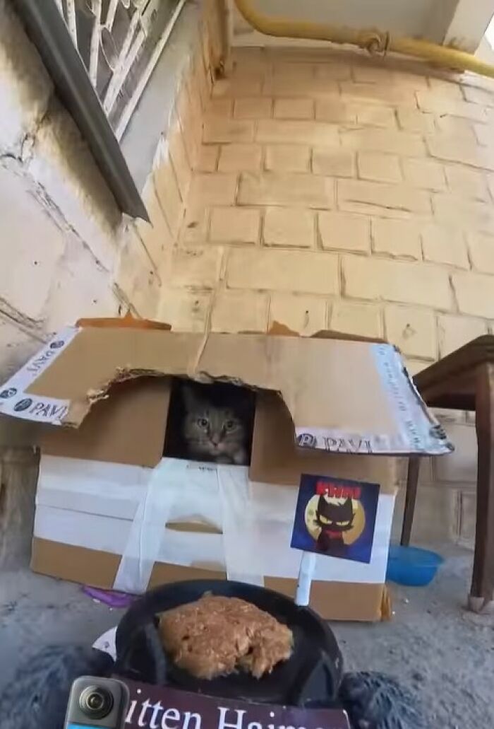 Stray cat peeking from a cardboard shelter with food placed on an RC car used to feed stray animals.