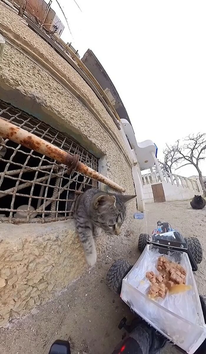 A stray cat reaching out from a small window as an RC car delivers food to feed stray animals outdoors.