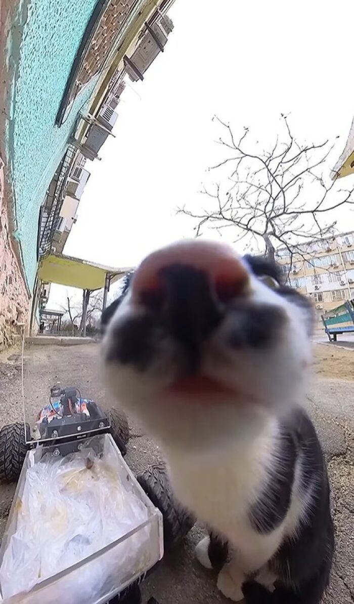 Curious stray cat sniffs camera near RC car used to feed animals in an urban outdoor setting.