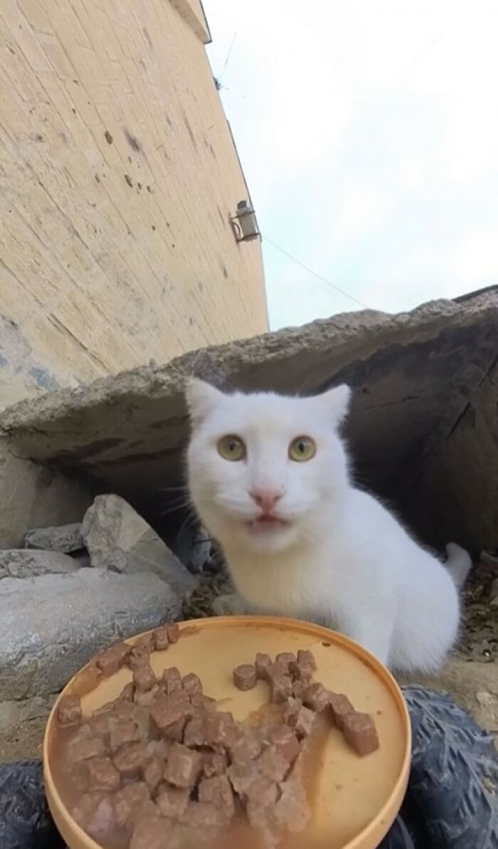 White cat near a shelter eating food from a bowl, part of man using RC car and drone to feed stray animals.
