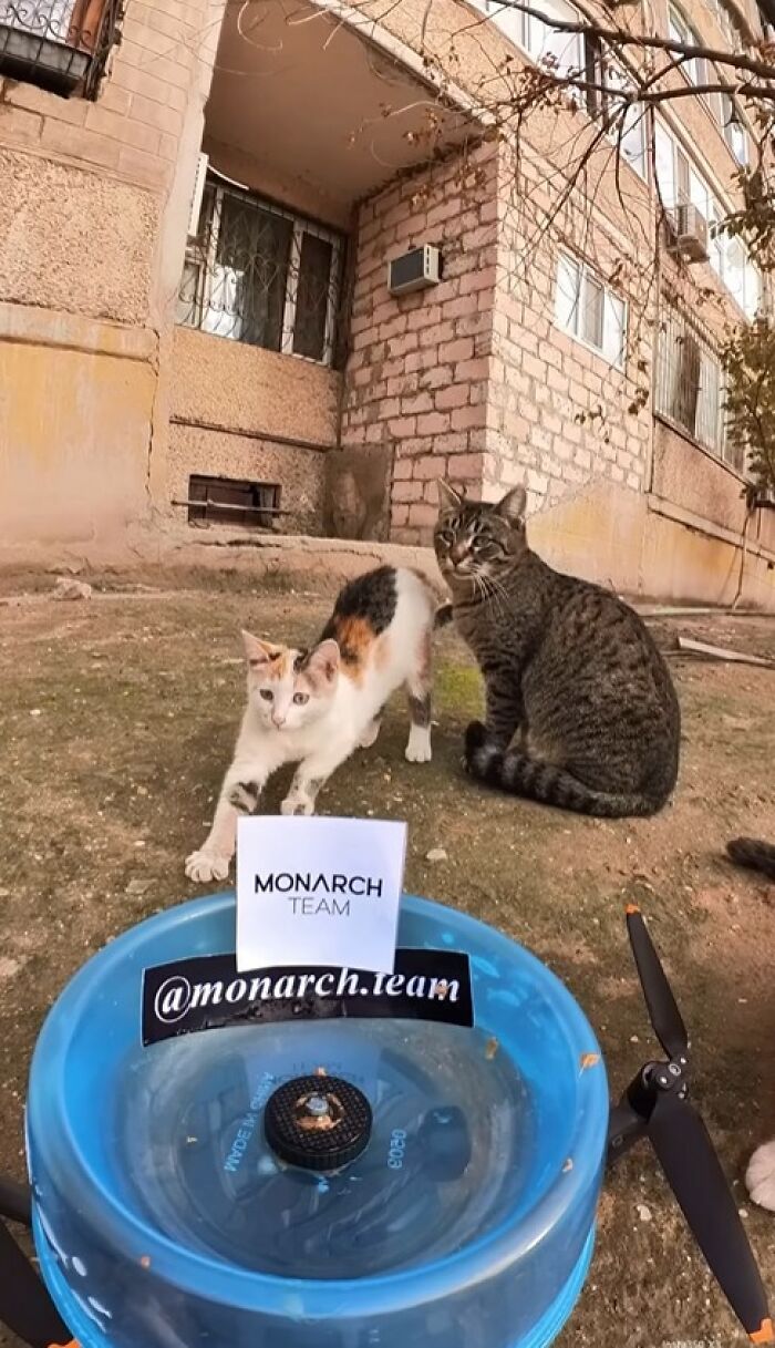 Two stray cats near a drone and feeder setup by man using RC car and drone to feed stray animals outdoors.