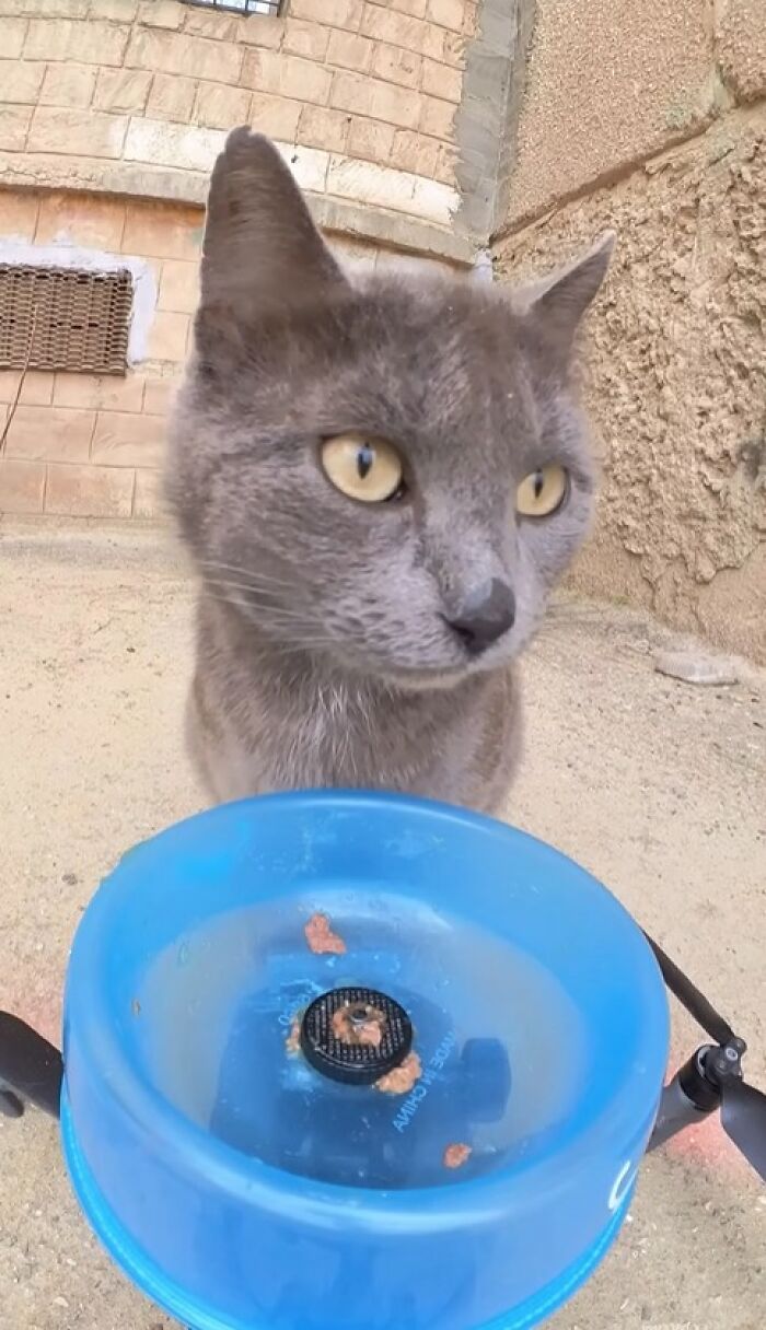 Gray cat eating from a blue dish attached to a drone, demonstrating feeding stray animals with RC car and drone technology.