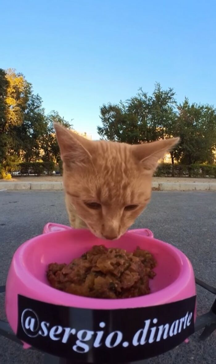 Stray cat eating food from a pink bowl outdoors, helped by a man using RC car and drone to feed animals.