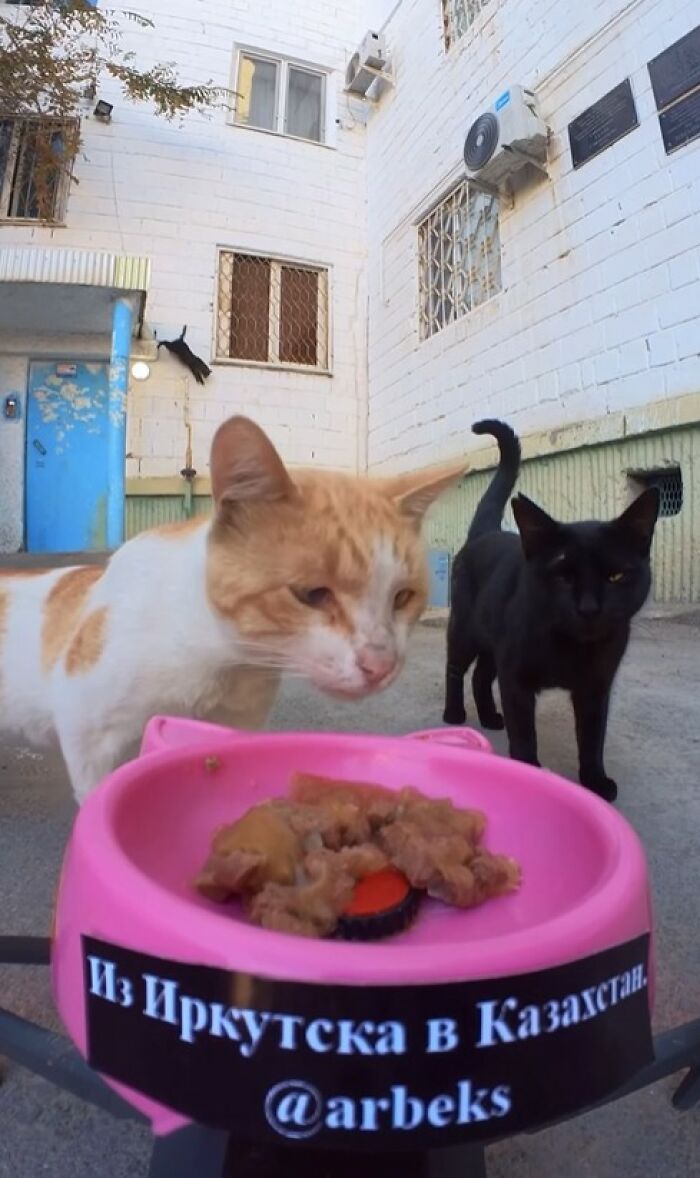 Two stray cats eating food from a pink bowl outdoors as part of feeding stray animals using RC car and drone.
