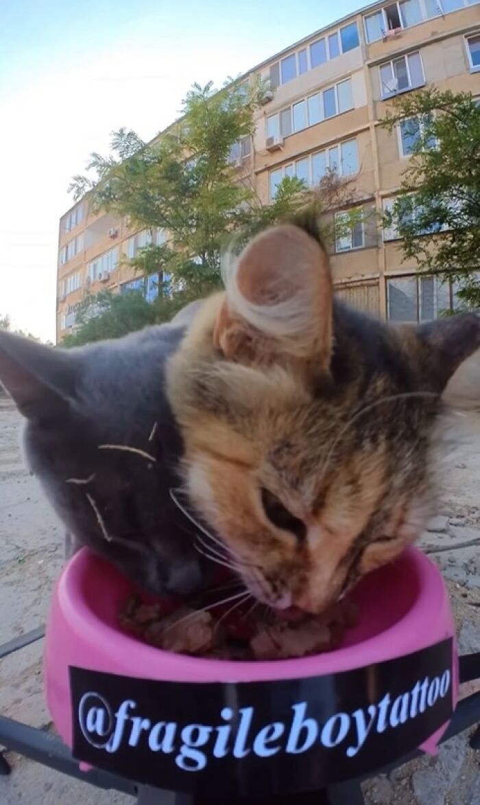 Two stray cats eating from a pink bowl outdoors, part of a project using RC car and drone to feed stray animals.