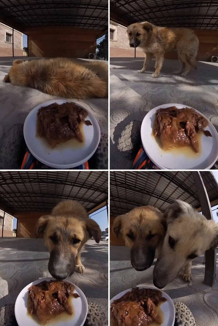 Stray dogs approaching a plate of food delivered using RC car and drone to feed stray animals under a shelter.