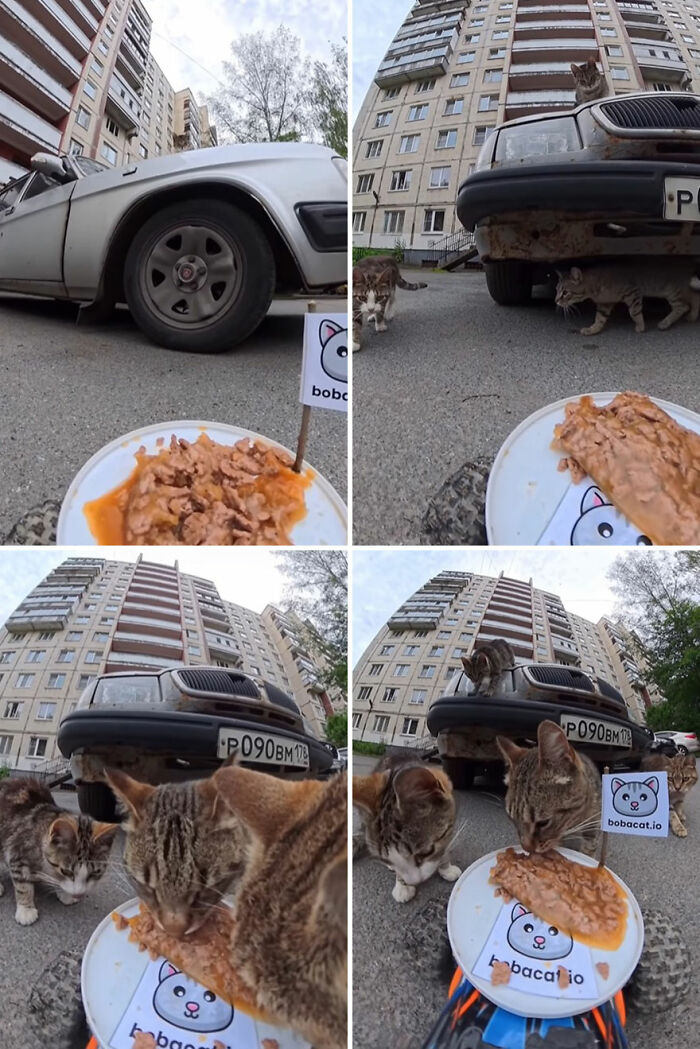 Cats eating food delivered by an RC car near a parked car in an apartment area feeding stray animals.