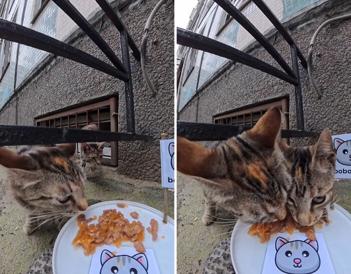 Two stray cats eating food placed on a plate as part of a man’s RC car and drone feeding project for animals.