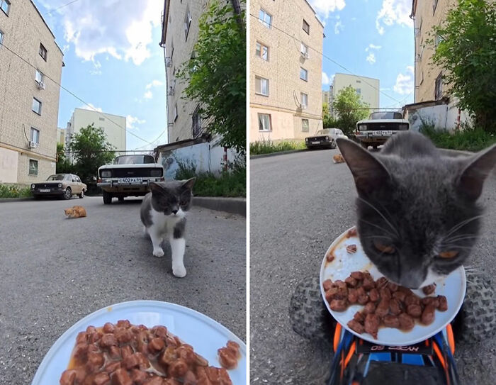 Gray and white cat eating wet food served on an RC car outside near apartment buildings on a sunny day.
