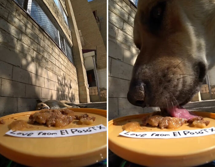 Stray dog eating food delivered on a plate, part of a man using RC car and drone to feed stray animals.