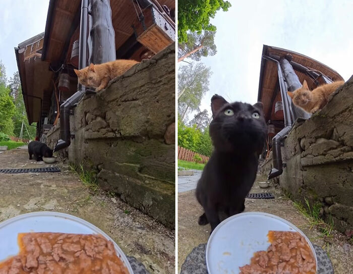 Two stray cats near a plate of food delivered using an RC car and drone to feed stray animals outdoors.