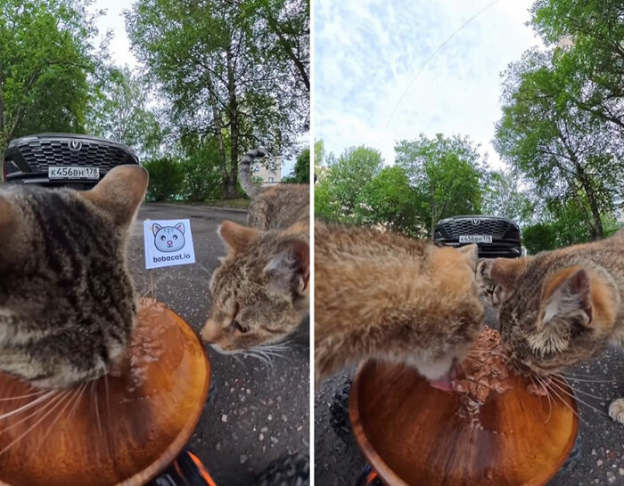 Two stray cats eating food delivered by an RC car and drone in an outdoor setting with trees and a parked car.