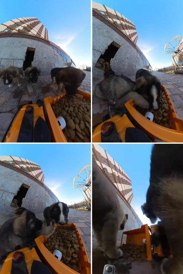 Stray puppies eating from an RC car used to feed stray animals outside a building on a sunny day.