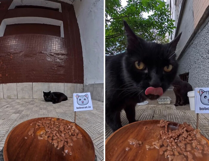 Black stray cats approaching a wooden plate of food delivered using RC car and drone to feed stray animals outdoors.