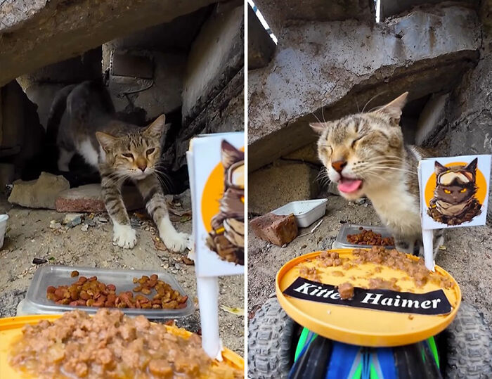 Tabby cats eating food delivered by an RC car and drone to feed stray animals in an outdoor, rustic setting.