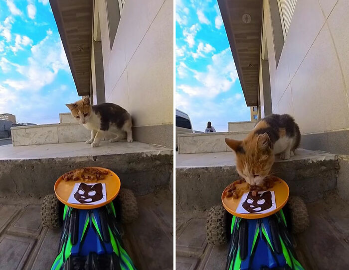 Cat eating food delivered by an RC car, illustrating innovative methods to feed stray animals using technology.