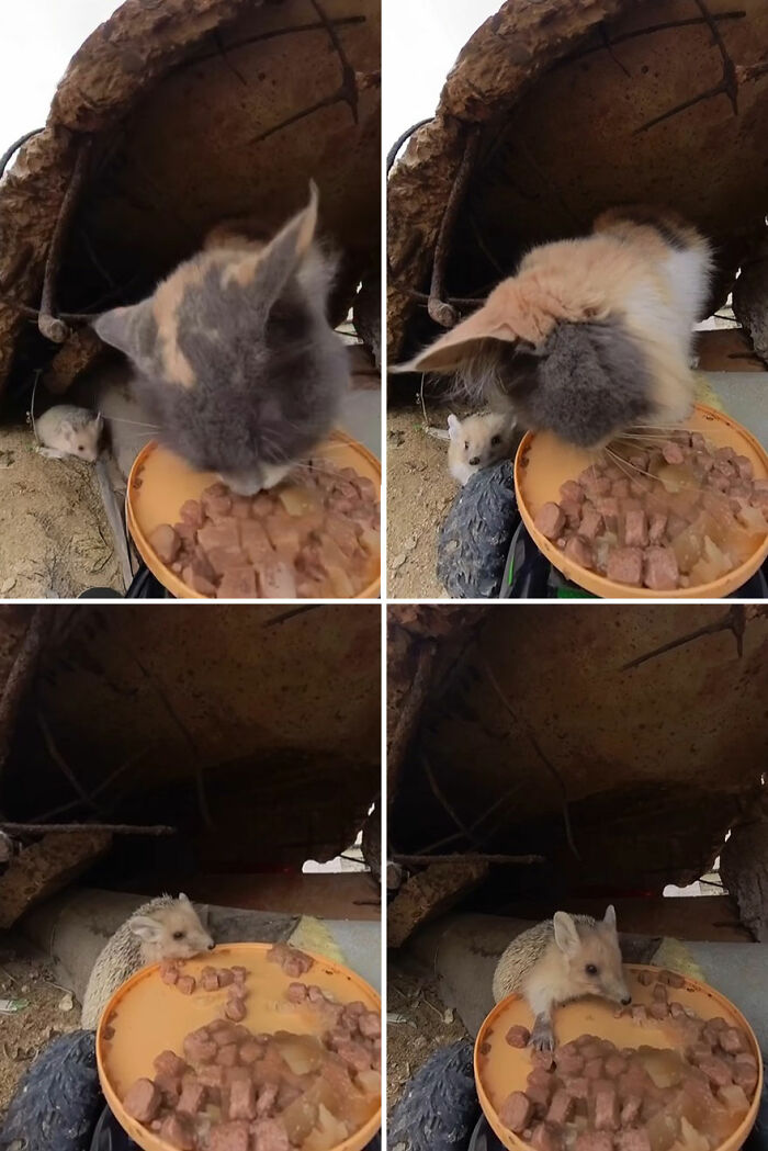 Cat and hedgehog eating food from a plate inside a shelter as part of feeding stray animals with RC car and drone.