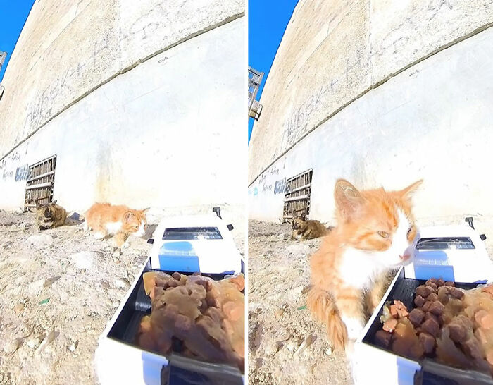 Stray cats approaching food placed on the ground using an RC car and drone to assist feeding animals outdoors.