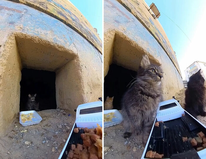 Stray cats near a building entrance with food delivered using an RC car and drone to help feed animals outdoors.