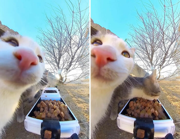 Close-up of stray cats eating food from an RC car tray, part of a project using RC cars and drones to feed stray animals.