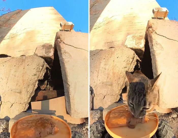 Stray cat eating food delivered near a concrete structure using RC car and drone to feed animals outdoors.