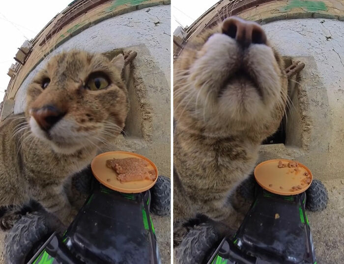 Close-up of a stray cat investigating an RC car used to deliver food by a man feeding stray animals with a drone.