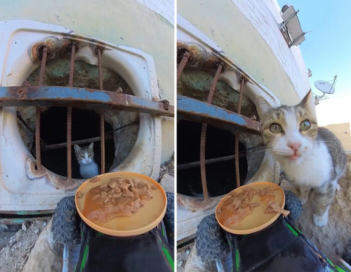 Stray cat approaching an RC car carrying food, captured while being fed using innovative stray animal feeding methods.