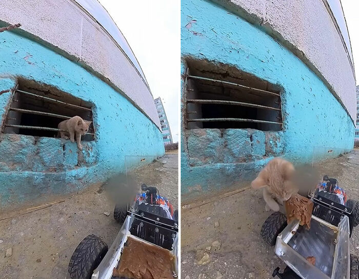 Kitten approaching an RC car delivering food near a blue wall, showcasing feeding stray animals with RC car and drone.