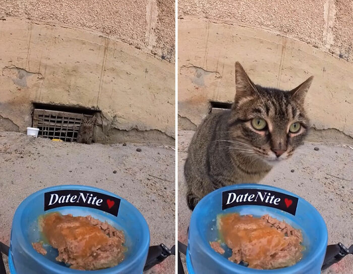 Stray cat cautiously approaches a bowl of food delivered using RC car and drone to feed stray animals outdoors.