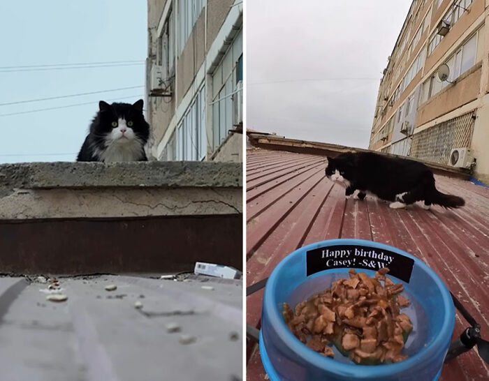 Black and white stray cat on rooftop near food bowl, illustrating feeding stray animals with RC car and drone delivery.