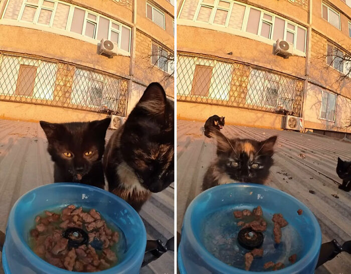 Two stray cats eating from a blue bowl of wet food placed outdoors, highlighting feeding stray animals with RC car and drone.