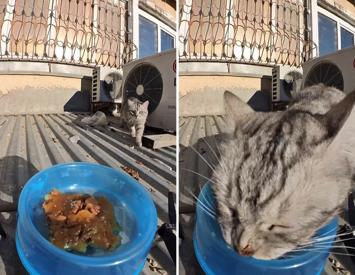 Gray tabby cat eating from a blue bowl of food on rooftop, part of stray animals feeding using RC car and drone.