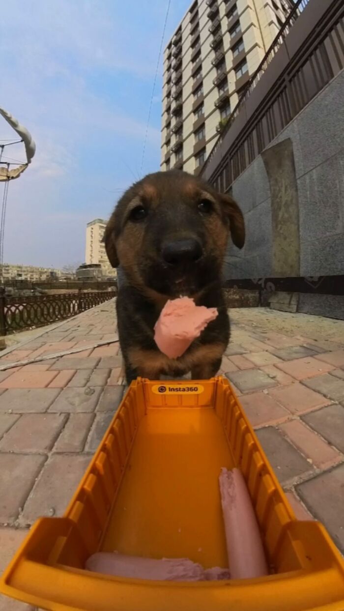 Stray puppy eating food from an RC car container, showcasing feeding stray animals with RC car and drone.