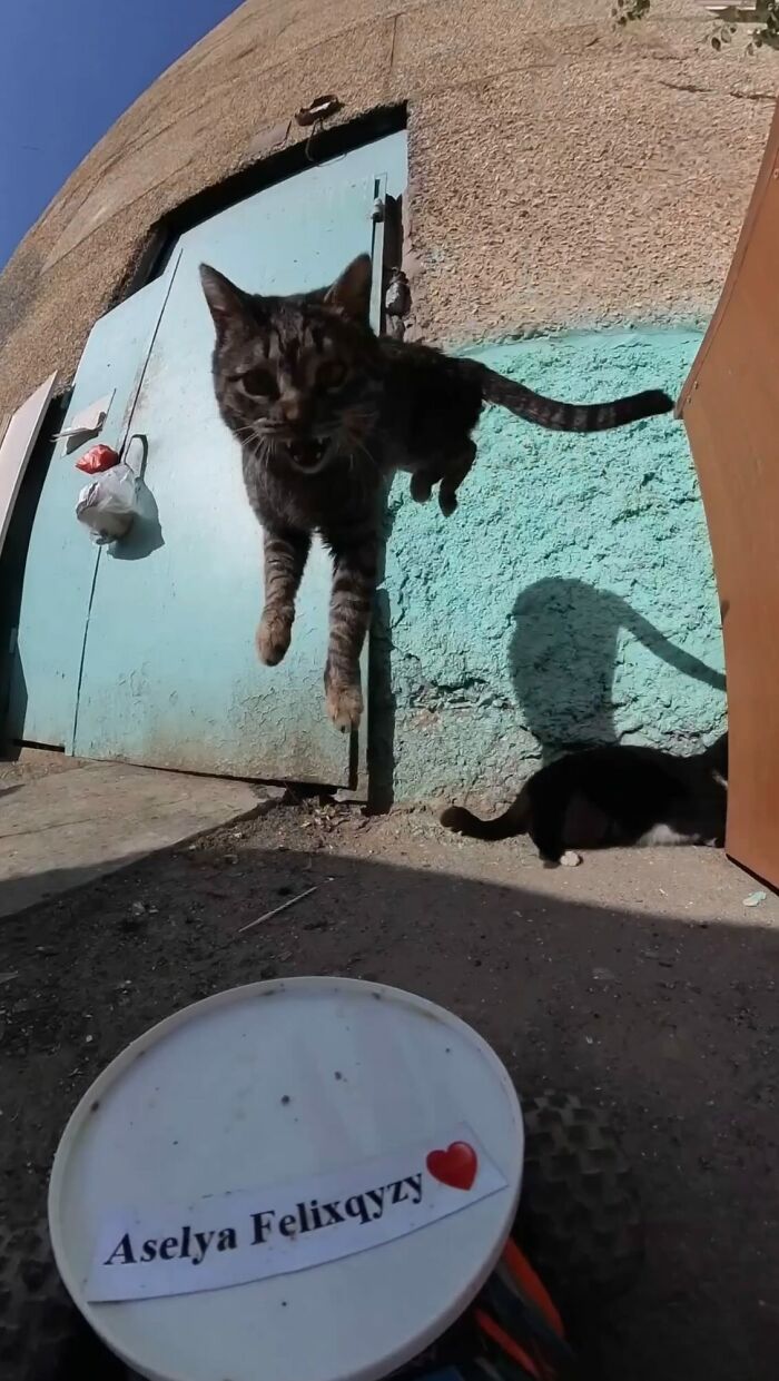 Tabby cat jumping near a blue wall while a stray cat rests, part of an RC car feeding stray animals initiative.