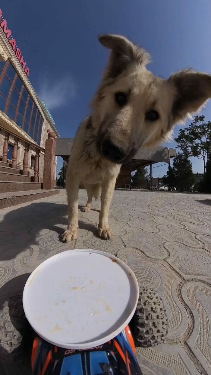 Stray dog curiously approaches food on an RC car dish outdoors in an urban setting under clear blue sky.