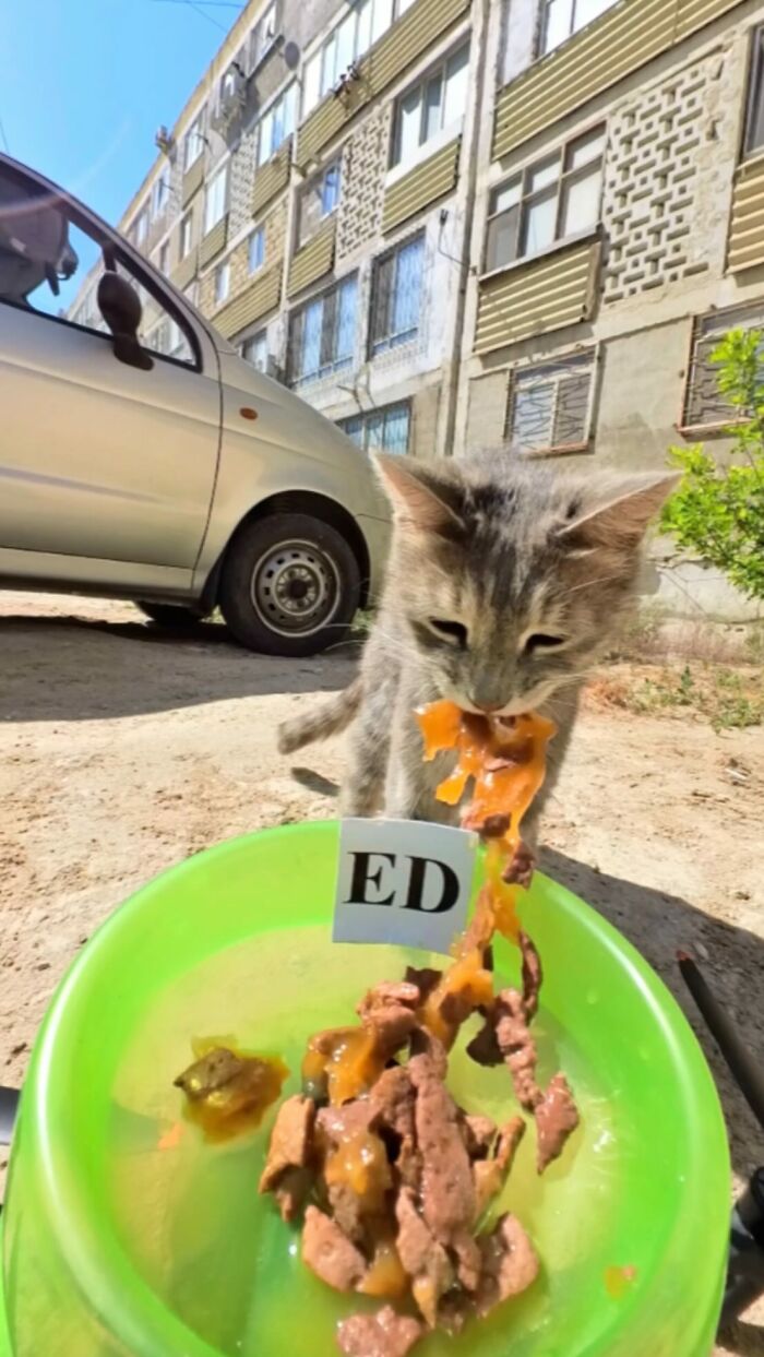 Stray cat eating wet food from a green bowl outdoors in an urban area, part of man feeding stray animals with RC car and drone.